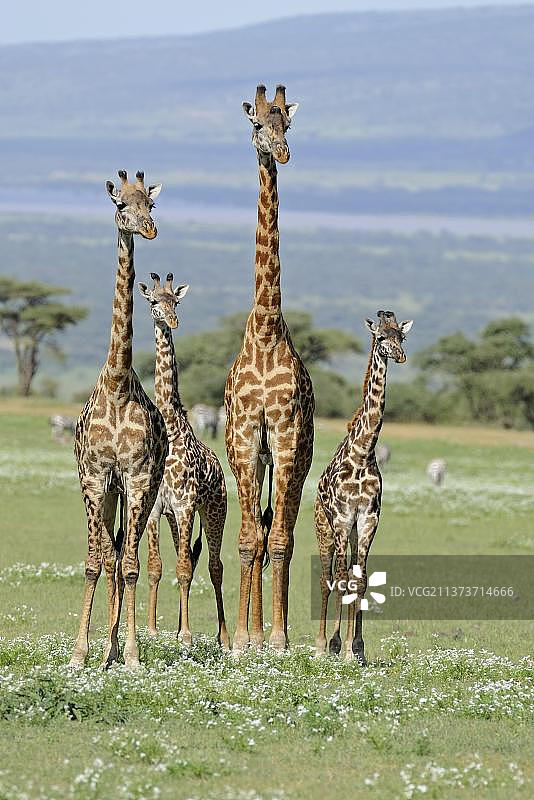 蒂珀尔斯基氏长颈鹿图片素材