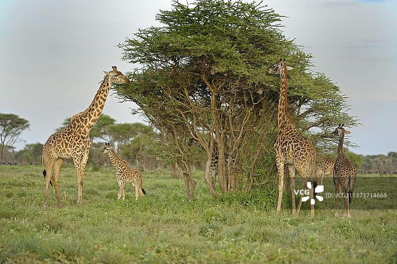马赛长颈鹿一家在塞伦盖蒂国家公园的相思树上觅食，坦桑尼亚图片素材