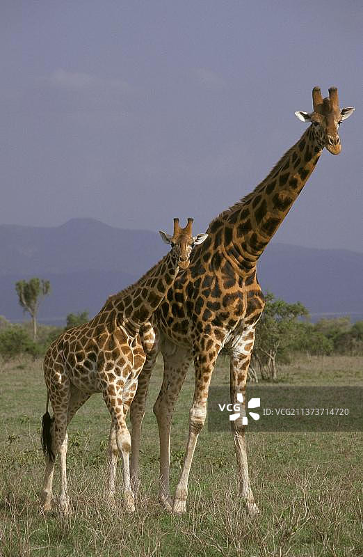 罗斯柴尔德长颈鹿（Giraffa camelopardalis rothschildi）成年和幼年，纳库鲁湖，肯尼亚，非洲图片素材