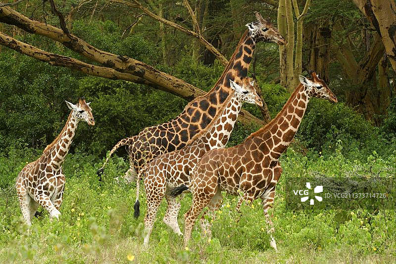 肯尼亚纳库鲁国家公园灌木丛中行走的罗斯柴尔德长颈鹿图片素材