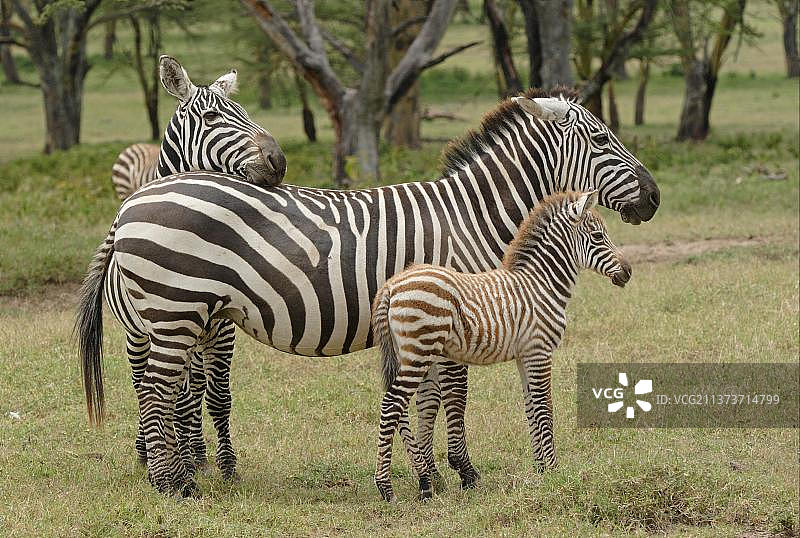 内库鲁湖国家公园的普通斑马（雄性、雌性和幼崽）图片素材