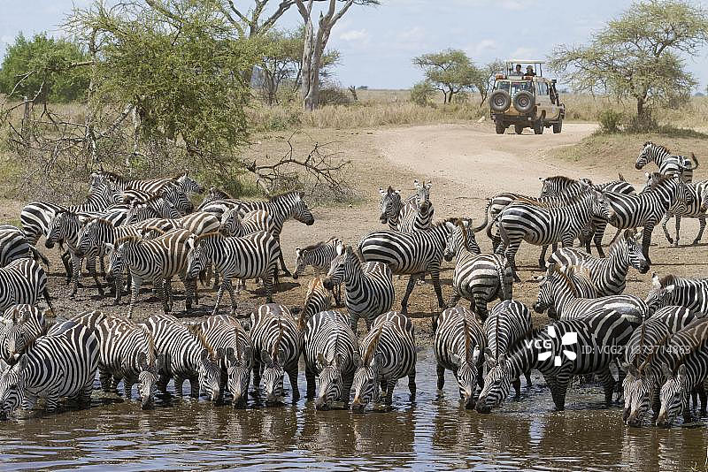 塞伦盖蒂国家公园，在水坑饮水的普通平原斑马（成年和幼崽），背景中有游猎车图片素材