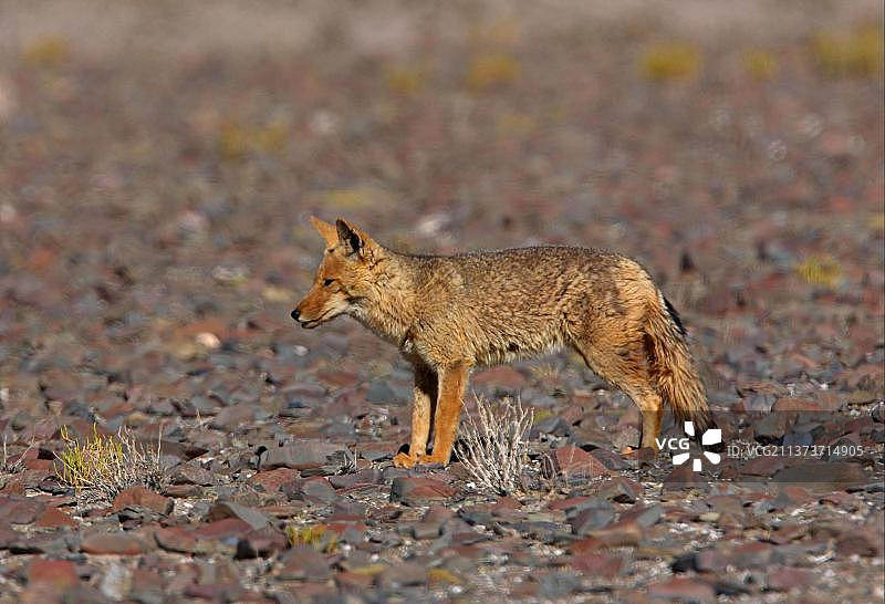 阿根廷草原狼：站立在石质高原上图片素材