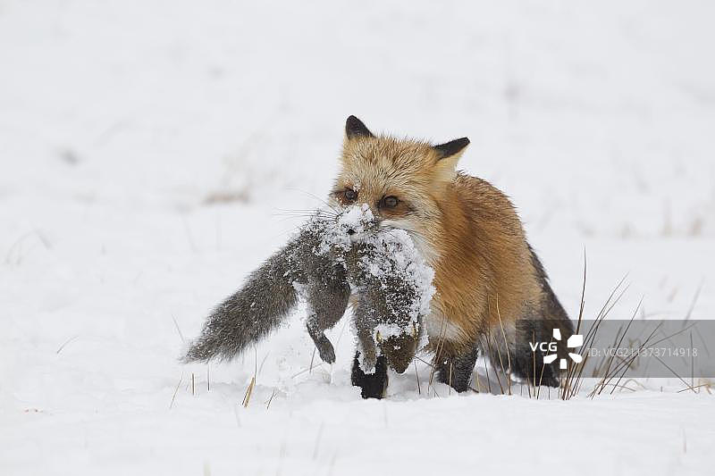 carrying Eastern Grey eastern gray squirrel (Sciurus carolinensis) adult, p图片素材