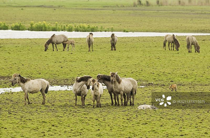 欧洲红狐在荷兰Oostvaardersplassen湿地保护区图片素材