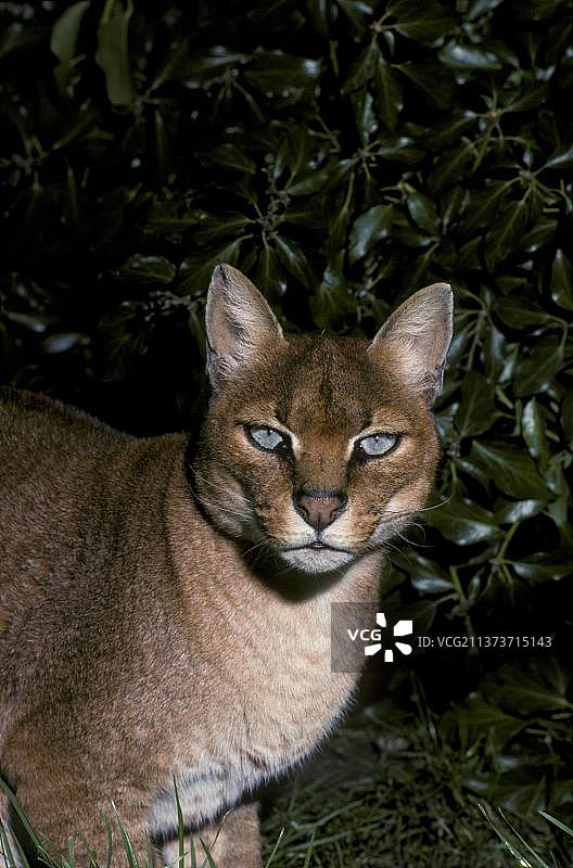 西非雌性非洲金猫头部和肩部特写图片素材