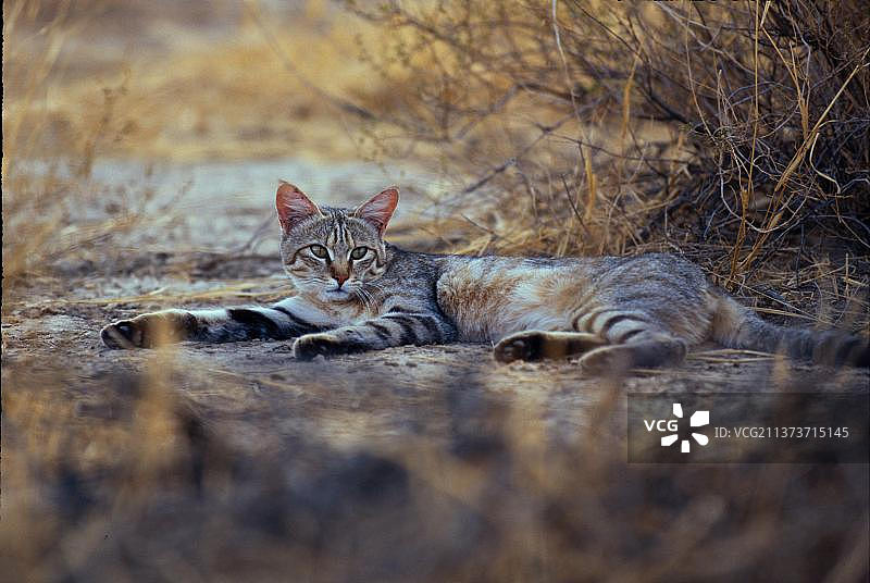 非洲野猫图片素材