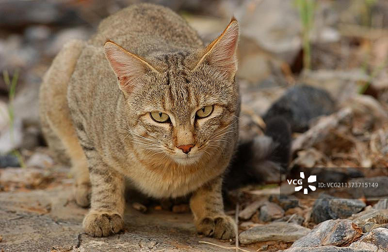 非洲野猫，成年休息特写，纳米比亚埃托沙国家公园图片素材