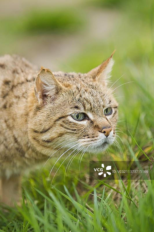 亚洲野猫图片素材