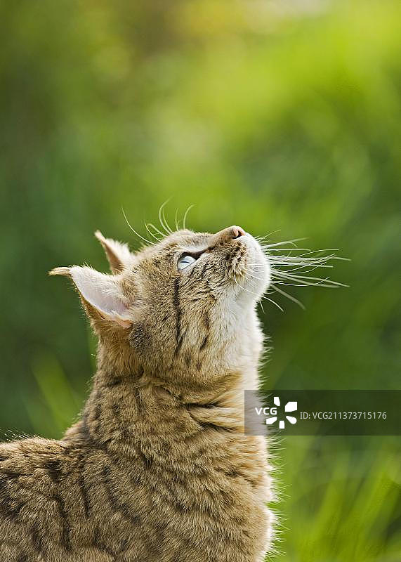 亚洲野猫（Felis silvestris ornata）成年雄性头部特写图片素材