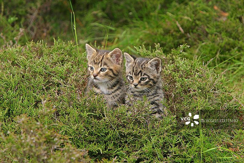 欧洲野猫的两只幼崽坐在苏格兰高地石南花丛中图片素材