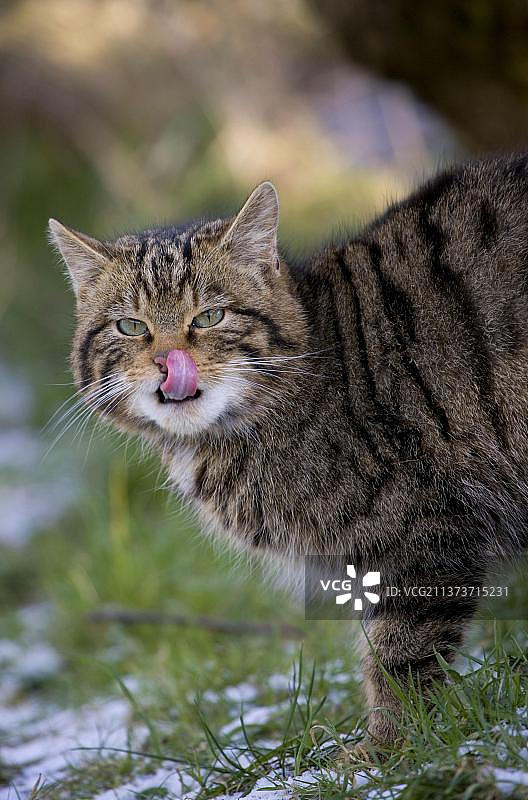 欧洲野猫（Felis silvestris grampia）苏格兰种，成年，在夜间降雪期间站在雪地里，凯恩戈姆国家公园，苏格兰高地，英国，欧洲图片素材