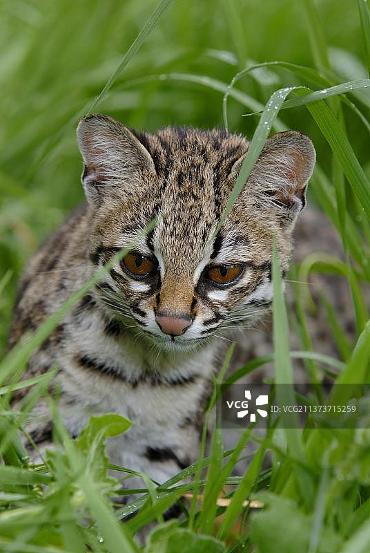 小斑虎猫头部特写图片素材