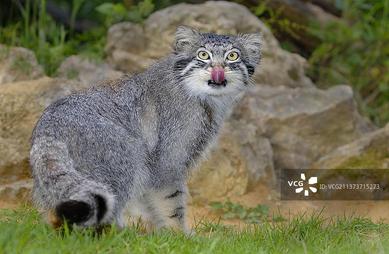 成年兔狲（Felis manul）舔鼻子，夏毛图片素材