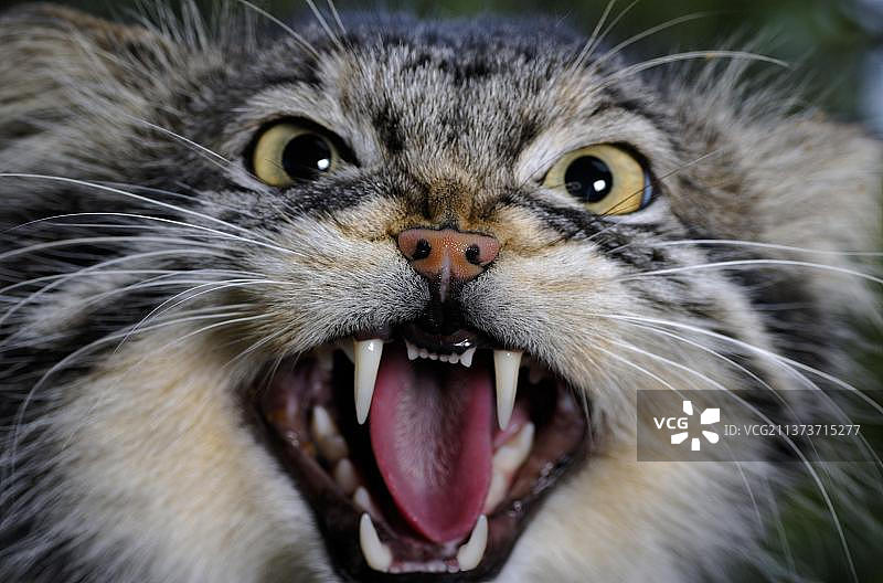 兔狲成年猫的头部特写图片素材