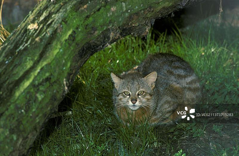 潘帕斯猫图片素材