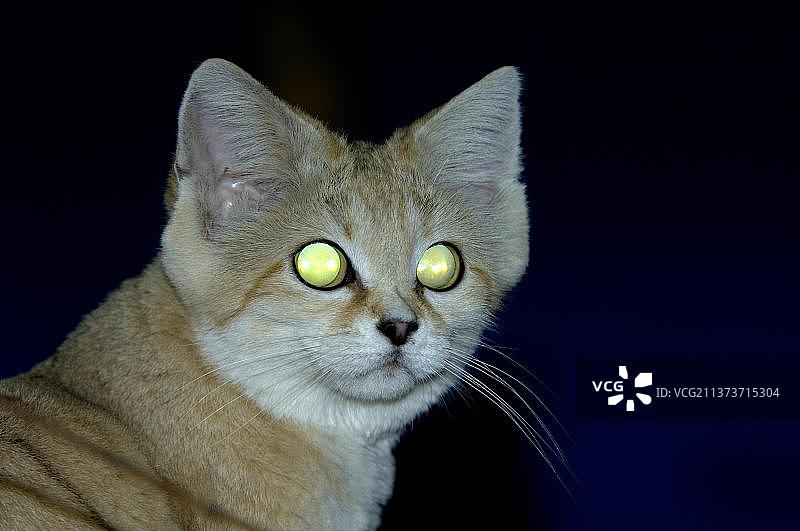 沙猫头部特写图片素材