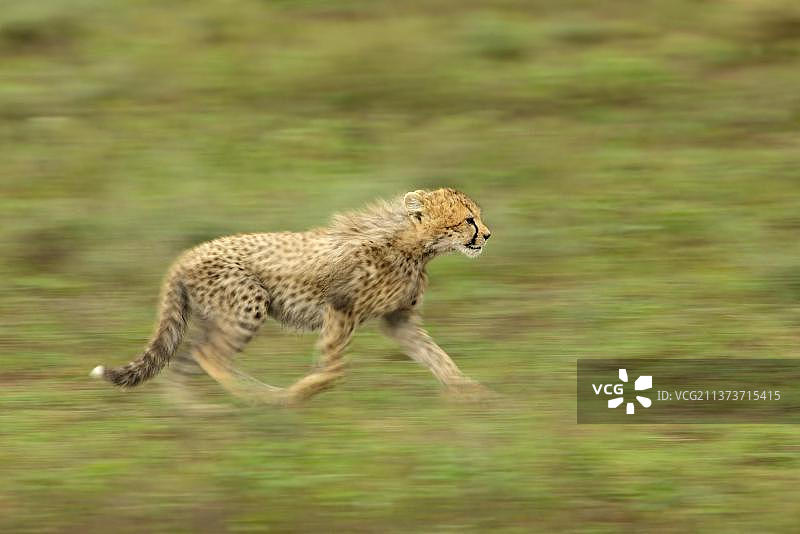 奔跑中的幼年猎豹，塞伦盖蒂国家公园，坦桑尼亚图片素材