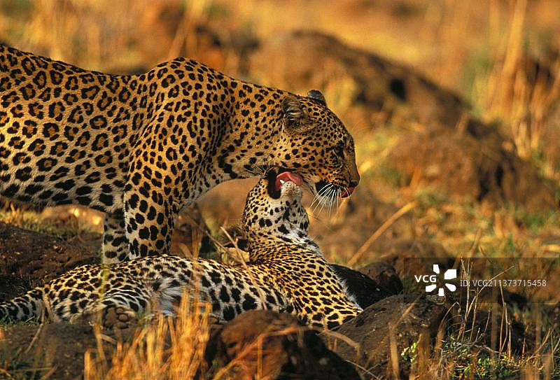 非洲豹：成年雌性与幼崽互相梳理毛发图片素材