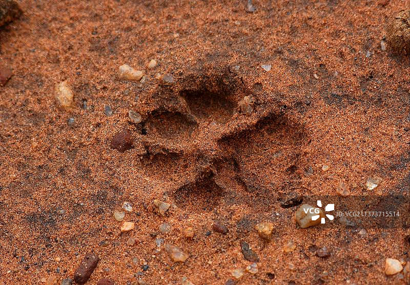 非洲豹新鲜足迹特写，肯尼亚察沃国家公园图片素材
