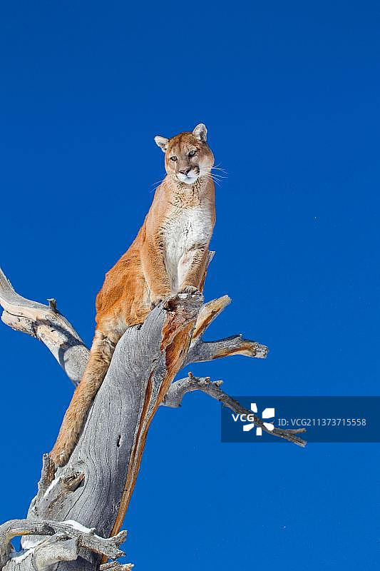 岩石山脉中的成年美洲狮图片素材
