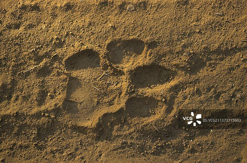 印度虎爪印，印度西北部图片素材