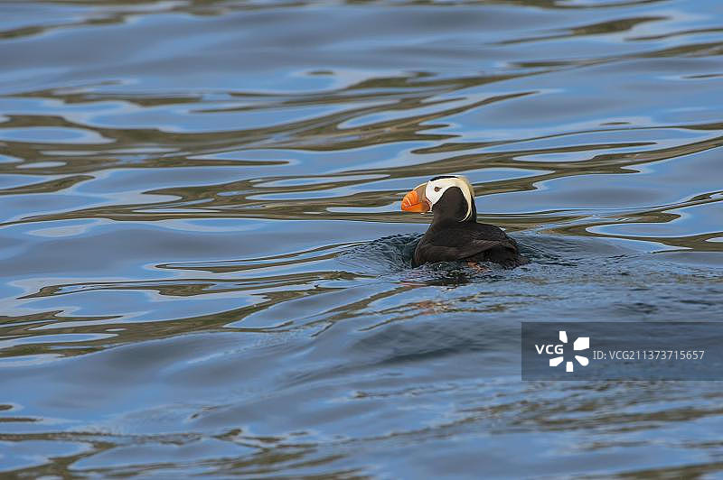 海鹦，阿切角，楚科奇，俄罗斯，欧洲图片素材