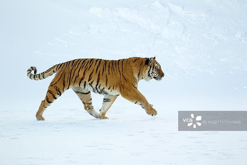 圈养成年西伯利亚虎雪中行走图片素材