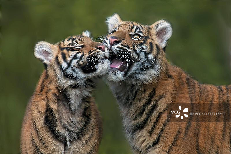 苏门答腊虎幼崽头部特写图片素材