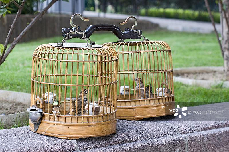 中国北京，作为笼养鸟类的蒙古百灵鸟图片素材