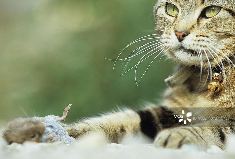 家猫抓住了田鼠，带着小铃铛的项圈，鲭鱼图片素材