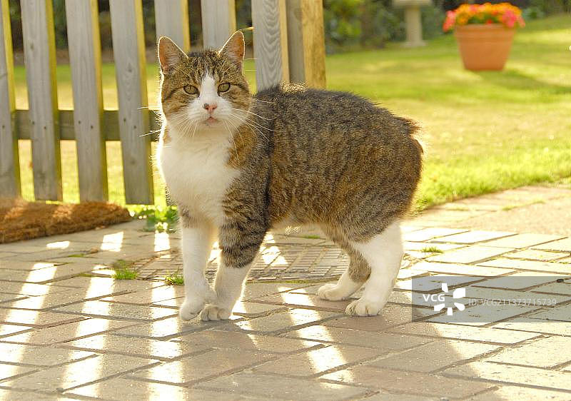 曼岛猫图片素材