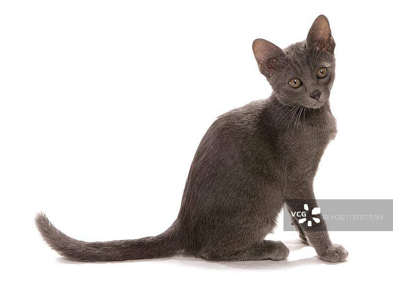 泰国柯拉特猫幼崽图片素材