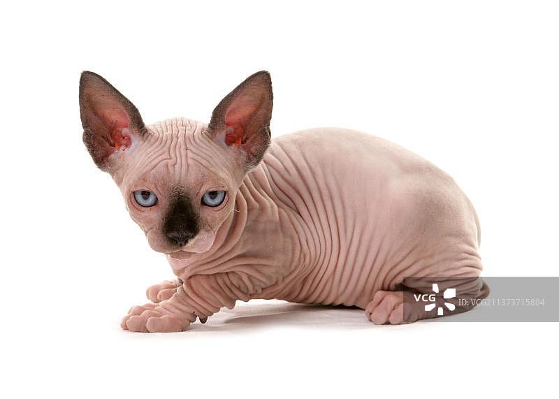 裸体猫咪图片素材