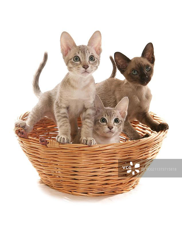 篮子里的小猫图片素材