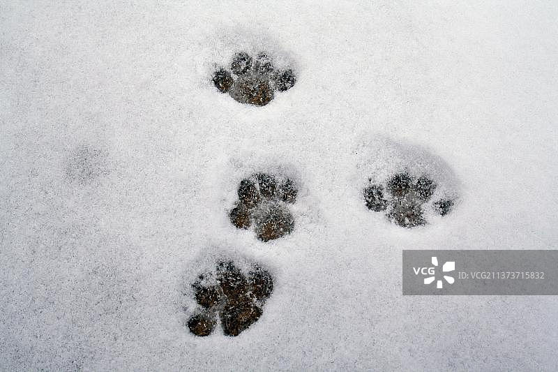 家猫，爪印，英国图片素材