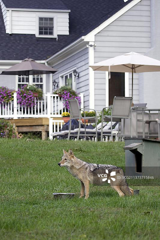 成年郊狼在花园里喝狗碗里的水（美国）图片素材