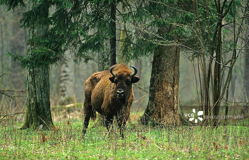 欧洲野牛（比亚沃韦扎国家公园）图片素材