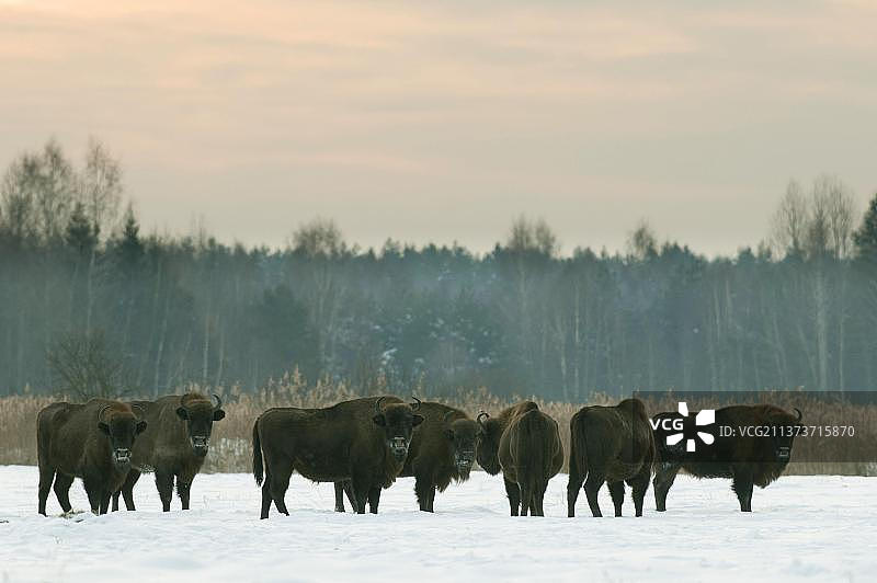 波兰比亚沃韦扎国家公园日出时分雪地上的欧洲野牛图片素材