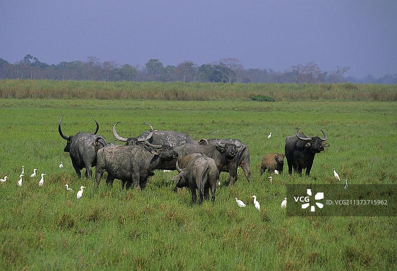 亚洲水牛图片素材