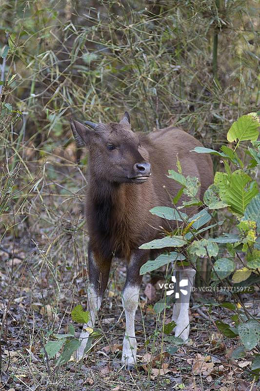 印度野牛幼崽，站立于植被中，坎哈国家公园，中央邦，印度，亚洲图片素材