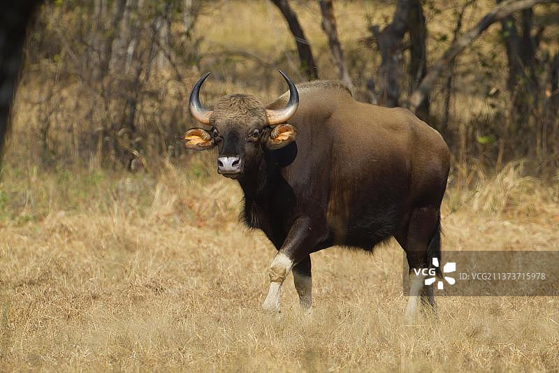 印度干草中行走的成年亚洲野牛图片素材