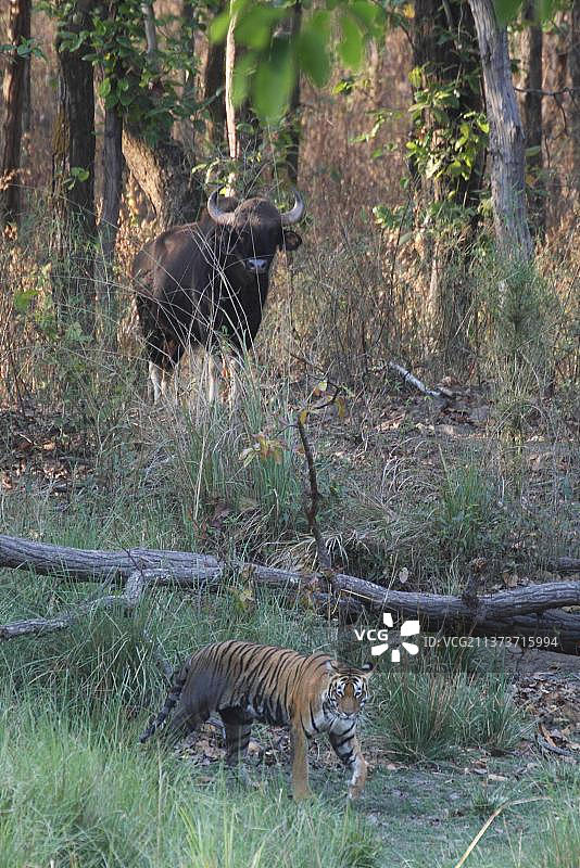 印度虎（Panthera tigris tigris）成年个体，在坎哈国家公园的栖息地中与白肢野牛（Bos gaurus）同行，印度中央邦，亚洲图片素材