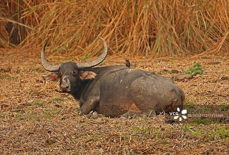 野生水牛和八哥，印度阿萨姆邦卡齐兰加国家公园图片素材