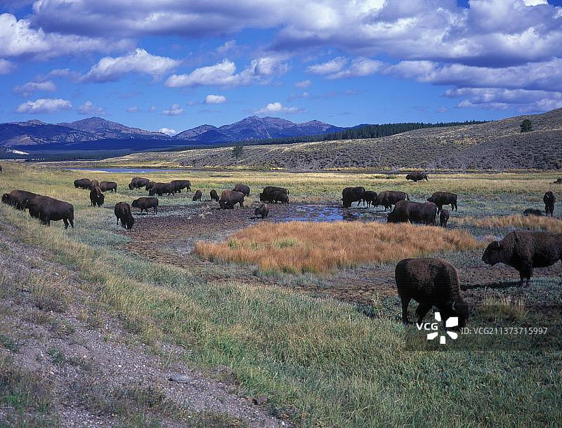 黄石国家公园海登山谷的野牛图片素材