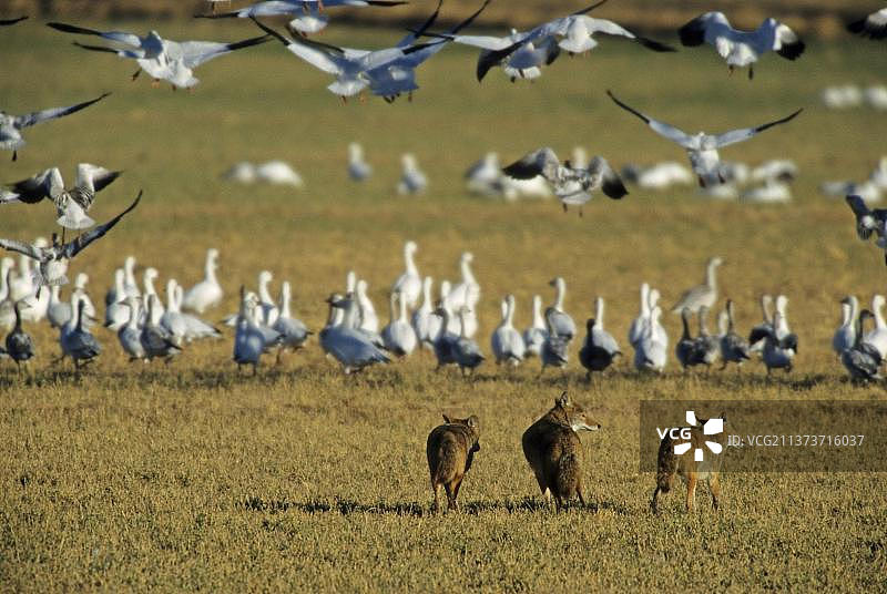 郊狼捕食雪雁图片素材