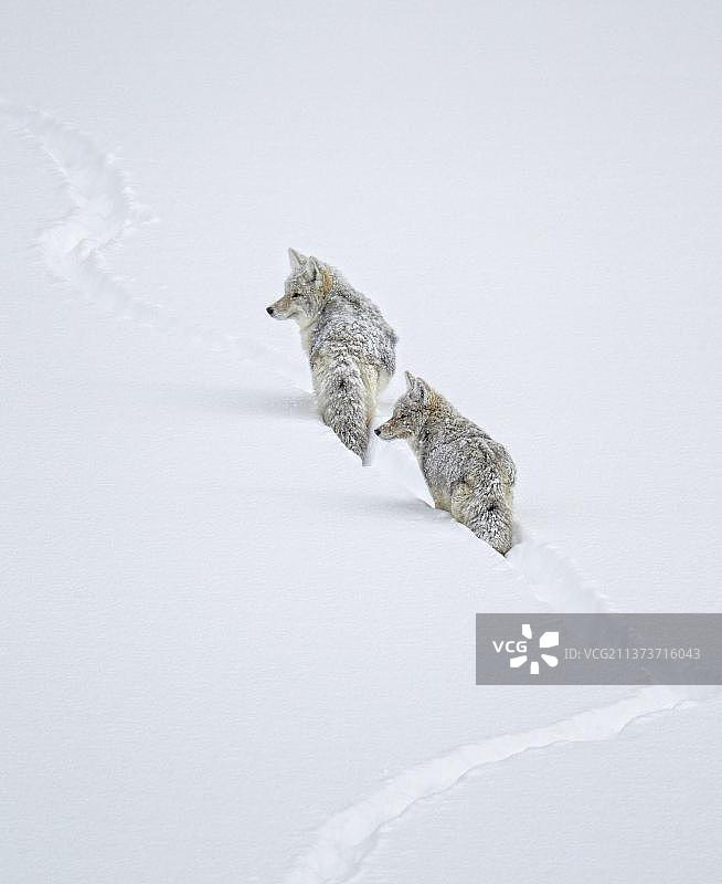 雪后黄石公园的郊狼图片素材
