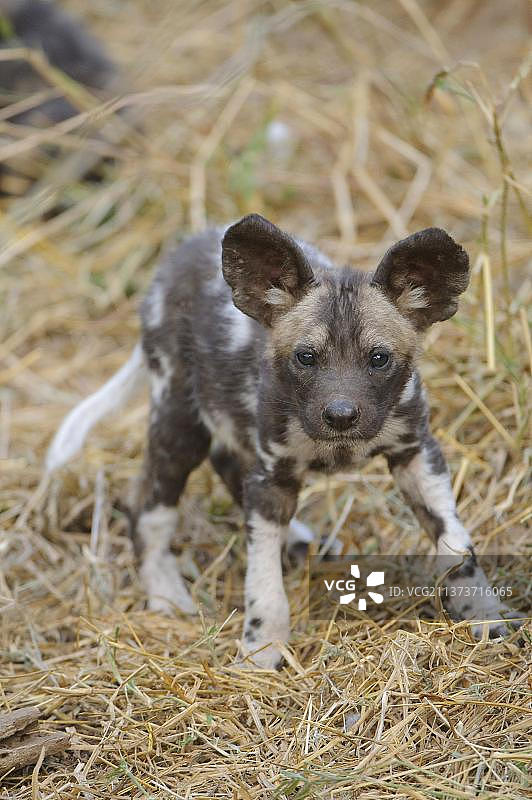 非洲野犬幼崽在博茨瓦纳马沙图禁猎区外站立图片素材