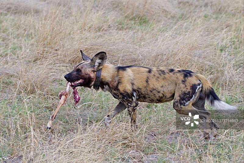 非洲野犬：佩戴无线电项圈的成年野犬捕食黑斑羚图片素材