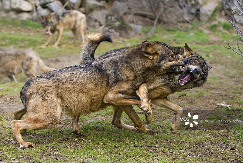 伊比利亚狼（西班牙狼），狼，犬科动物，食肉动物，哺乳动物，动物，两只成年伊比利亚狼在西班牙私人保护区争斗（圈养）图片素材